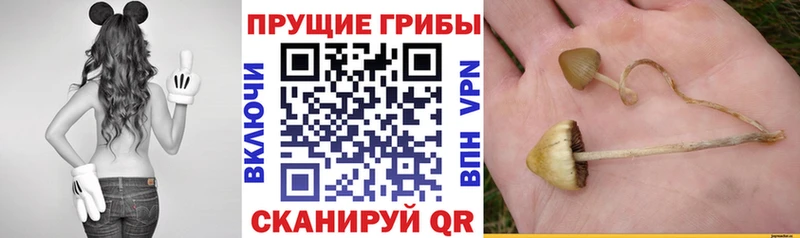 наркотики Ардатов Галлюциногенные грибы прущие грибы